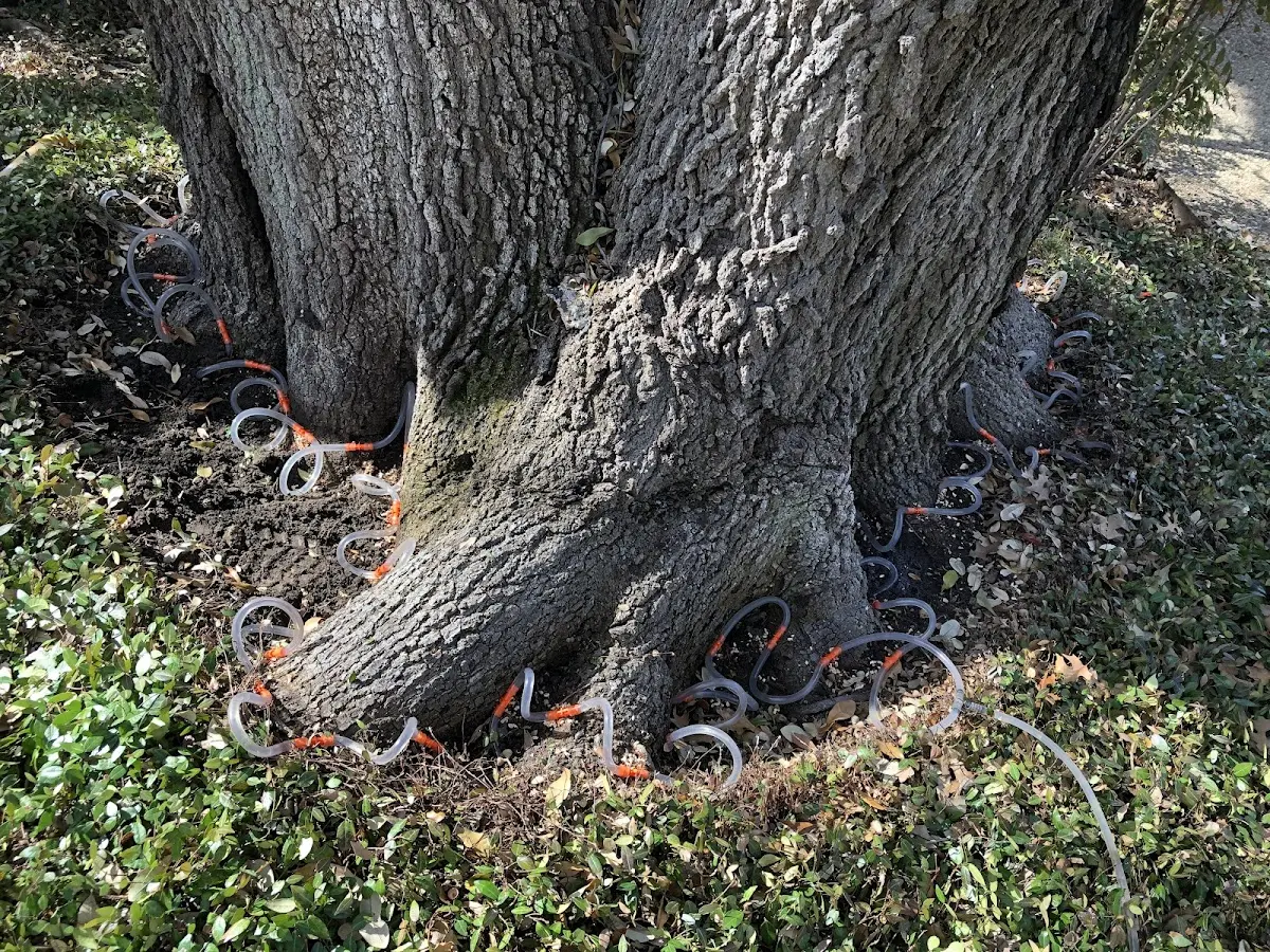 Detailed Tree Cabling and Bracing job site in Tomah