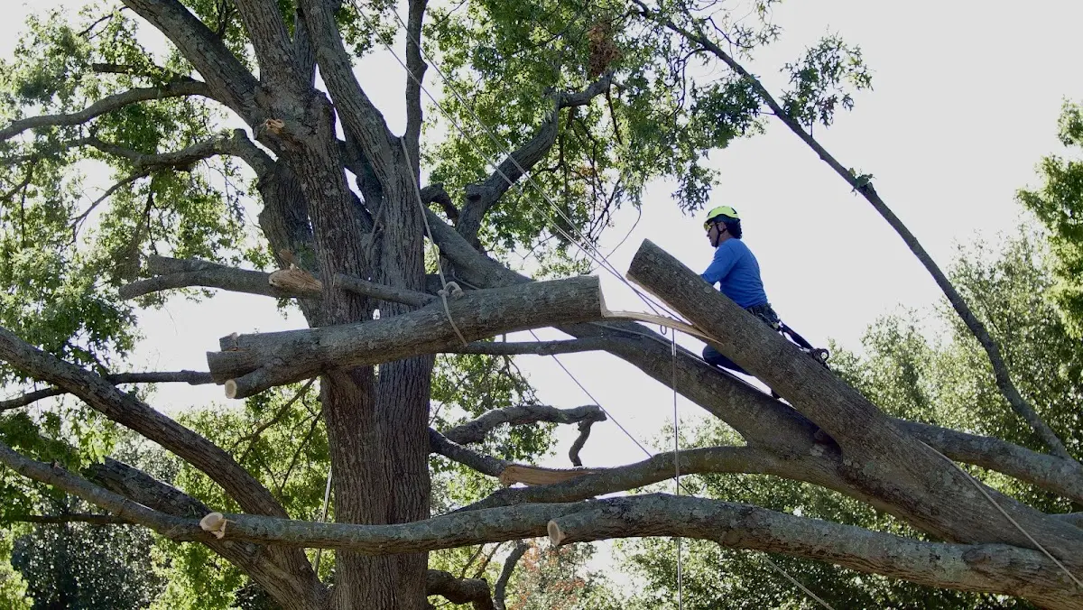 Professional Crown Thinning performed by certified arborists in Tomah