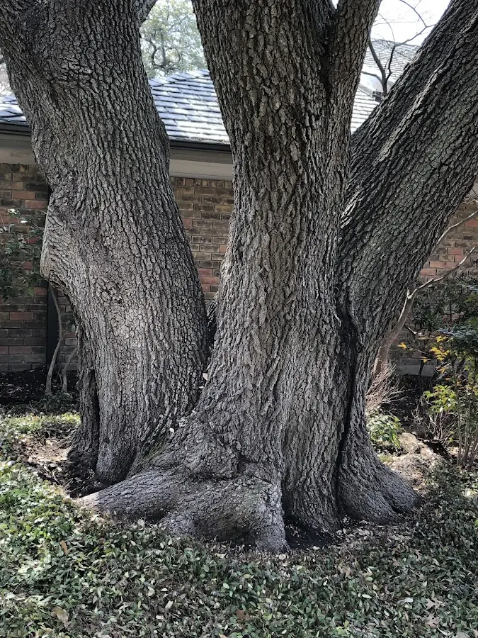 Mature heritage tree close to a Tomah property cared for by certified arborists